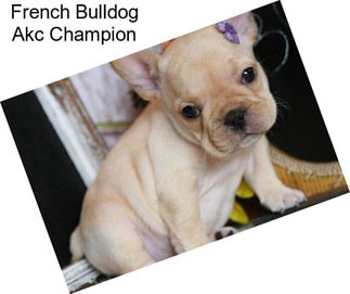 French Bulldog Akc Champion