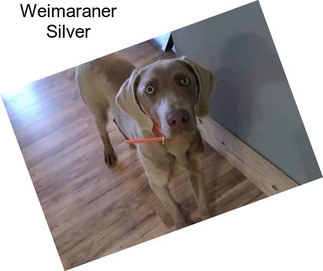 Weimaraner Silver
