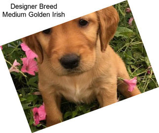 Designer Breed Medium Golden Irish