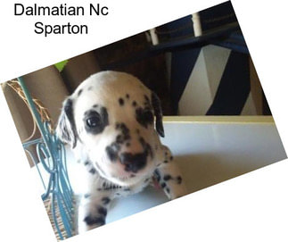 Dalmatian Nc Sparton