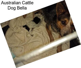 Australian Cattle Dog Bella