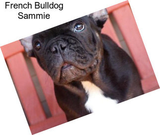 French Bulldog Sammie