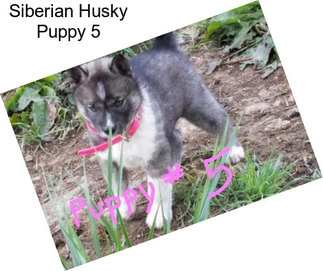 Siberian Husky Puppy 5
