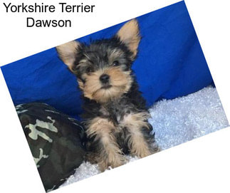 Yorkshire Terrier Dawson