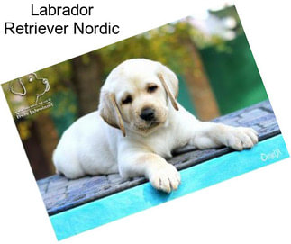 Labrador Retriever Nordic