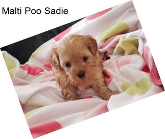 Malti Poo Sadie