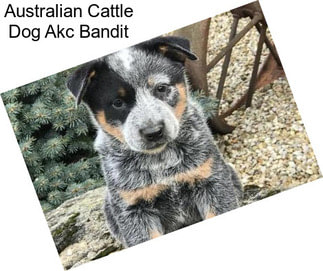 Australian Cattle Dog Akc Bandit