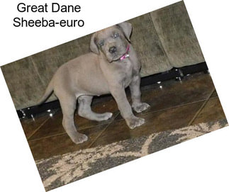 Great Dane Sheeba-euro