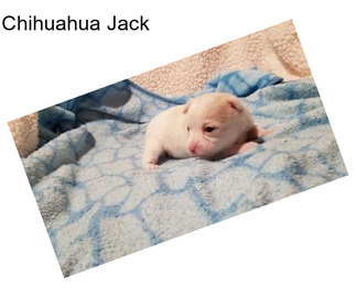 Chihuahua Jack