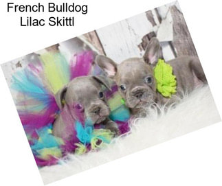 French Bulldog Lilac Skittl