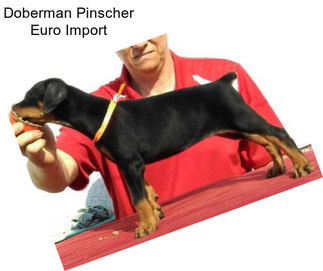 Doberman Pinscher Euro Import