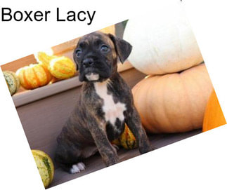 Boxer Lacy