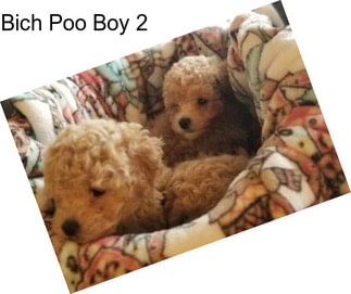 Bich Poo Boy 2
