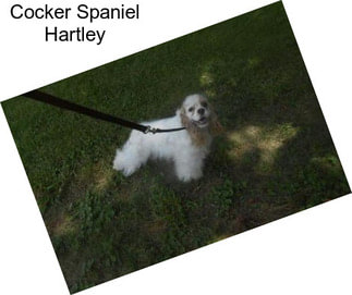 Cocker Spaniel Hartley