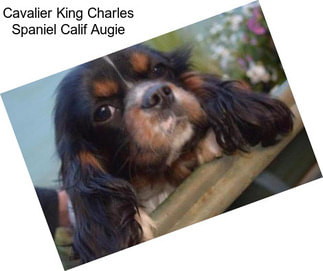 Cavalier King Charles Spaniel Calif Augie