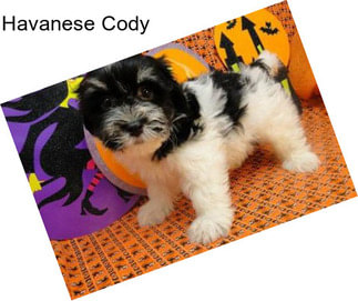 Havanese Cody