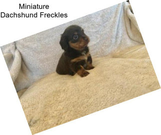 Miniature Dachshund Freckles