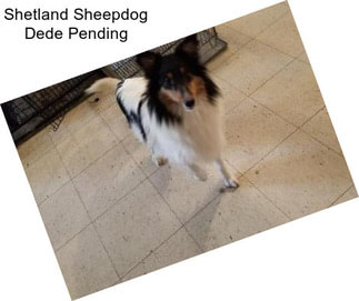 Shetland Sheepdog Dede Pending