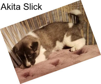 Akita Slick