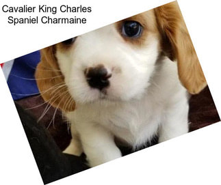 Cavalier King Charles Spaniel Charmaine