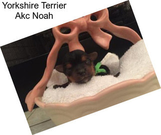 Yorkshire Terrier Akc Noah