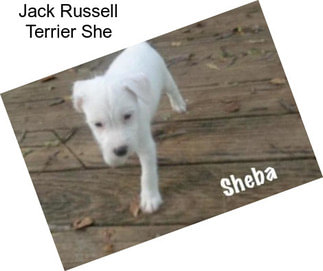 Jack Russell Terrier She
