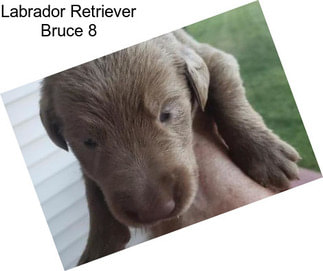 Labrador Retriever Bruce 8
