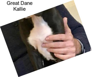 Great Dane Kallie