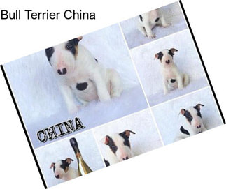 Bull Terrier China