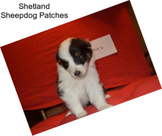 Shetland Sheepdog Patches