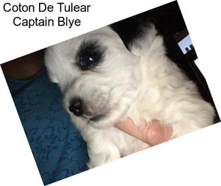 Coton De Tulear Captain Blye