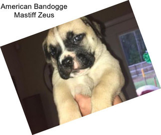 American Bandogge Mastiff Zeus