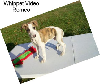 Whippet Video Romeo