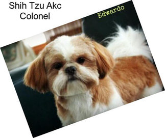 Shih Tzu Akc Colonel