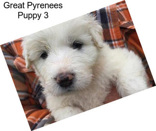 Great Pyrenees Puppy 3