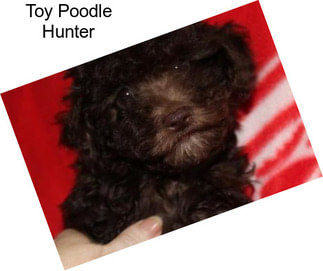 Toy Poodle Hunter