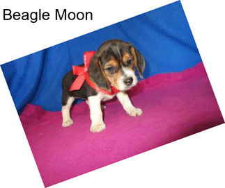 Beagle Moon