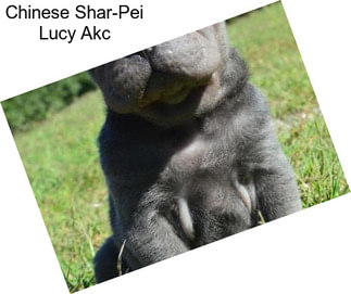 Chinese Shar-Pei Lucy Akc