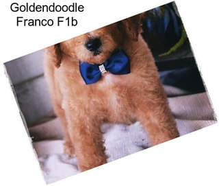 Goldendoodle Franco F1b