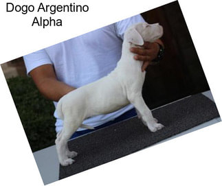 Dogo Argentino Alpha