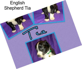 English Shepherd Tia