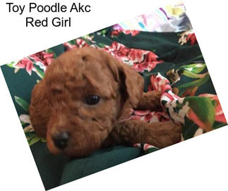 Toy Poodle Akc Red Girl