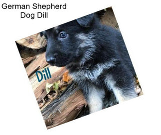 German Shepherd Dog Dill