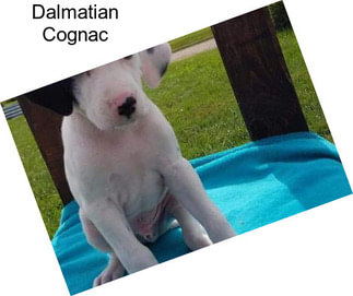 Dalmatian Cognac