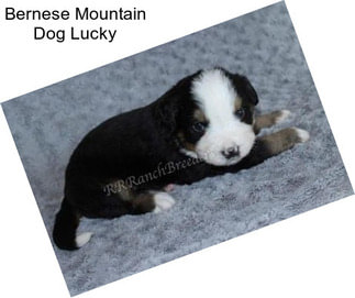 Bernese Mountain Dog Lucky