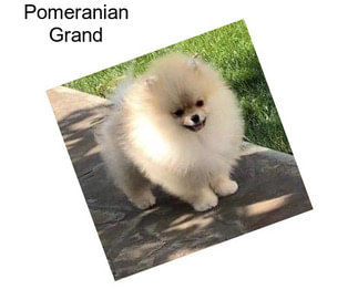 Pomeranian Grand