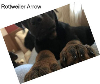 Rottweiler Arrow