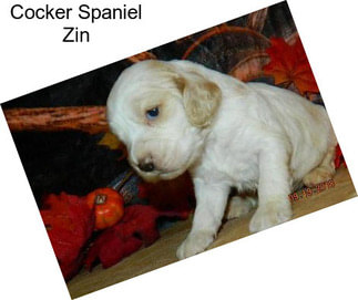 Cocker Spaniel Zin