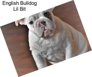 English Bulldog Lil Bit