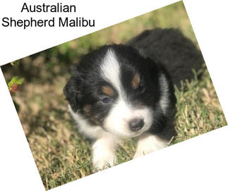 Australian Shepherd Malibu